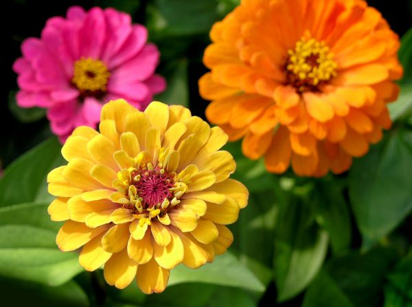 Zinnia Planting in Lakeville