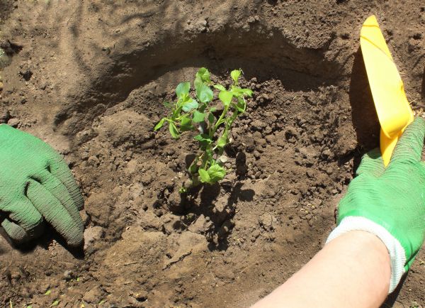 Rose Bush Planting in Lakeville