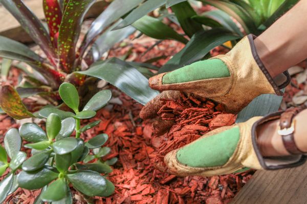 Residential Mulching in Lakeville