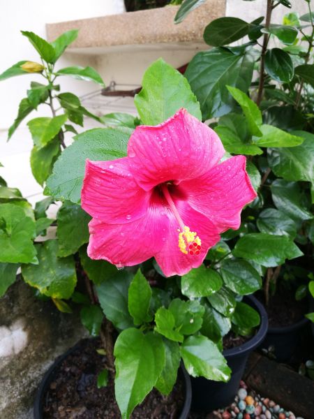 Hibiscus Planting in Lakeville