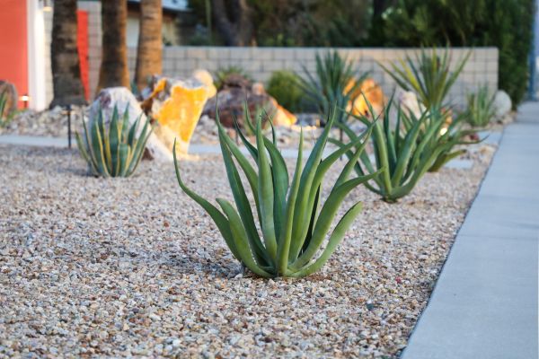 Drought Resistant Landscaping in Lakeville