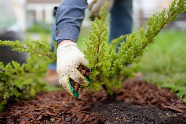 Church Mulching in Lakeville