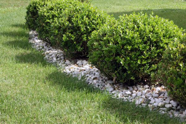 Boxwood Planting in Lakeville